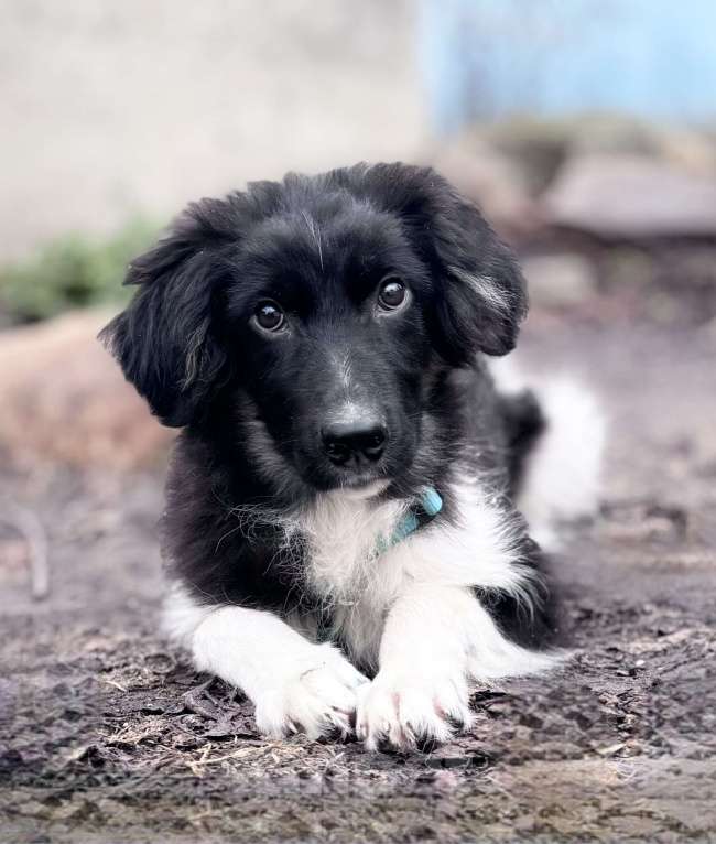Собаки в Солнечногорске: Арамис Мальчик, Бесплатно - фото 1