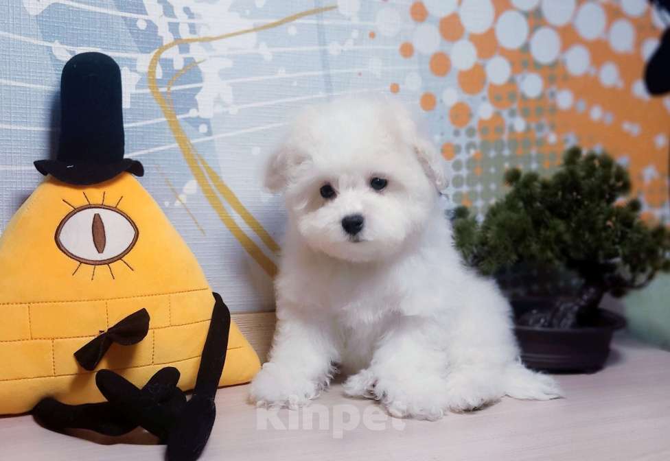 Собаки в Москве: Бишончик Девочка, 90 000 руб. - фото 3