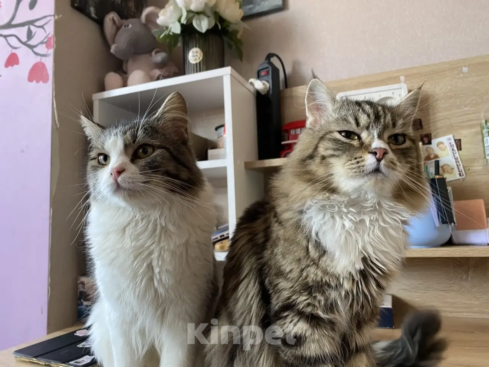 Кошки в Ростове-на-Дону: Отдам бесплатно Мальчик, Бесплатно - фото 1