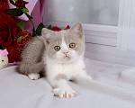 Кошки в Мурином: Британский котик окраса лиловый биколор Мальчик, 30 000 руб. - фото 7