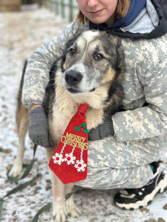 Собаки в Москве: Гоша Мальчик, Бесплатно - фото 10
