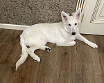 Собаки в Владимире: Белая швейцарская овчарка Девочка, 50 000 руб. - фото 4
