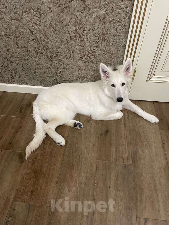 Собаки в Владимире: Белая швейцарская овчарка Девочка, 50 000 руб. - фото 4