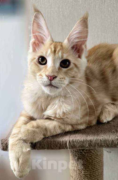 Кошки в Москве: Котята мейн-кун Мальчик, 25 000 руб. - фото 1