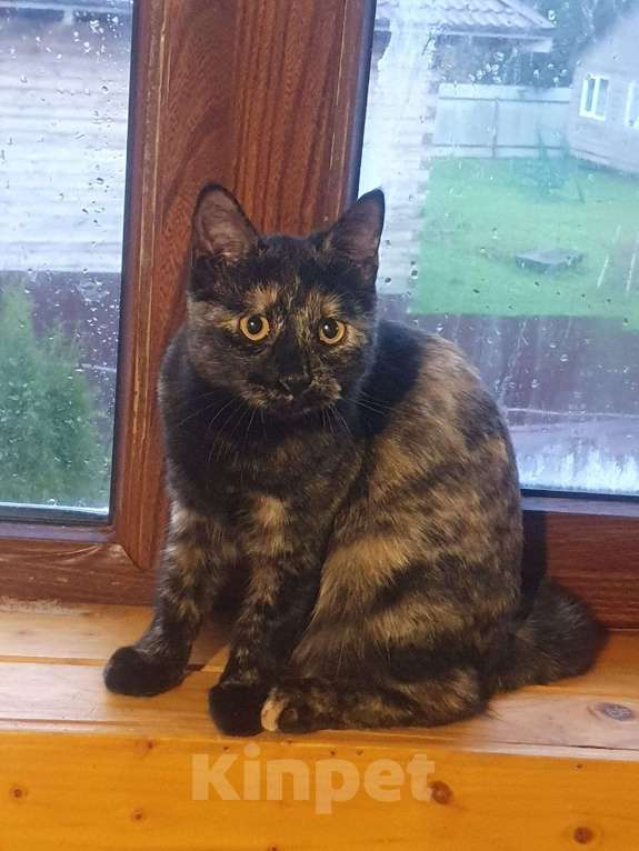 Кошки в Пушкино: Курильский бобтейл, девочка Девочка, 10 000 руб. - фото 2