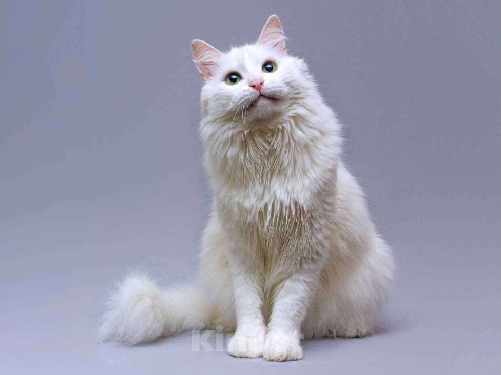 Кошки в Москве: Нежный ласковый котик Никита в добрые руки Мальчик, Бесплатно - фото 1