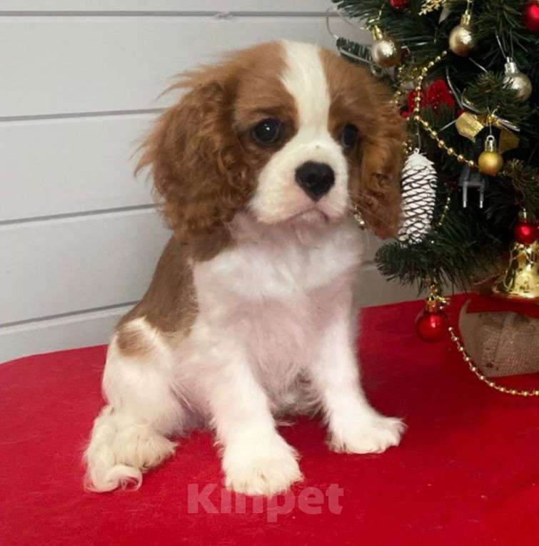 Собаки в других городах Московской области: Фунтик Мальчик, 60 000 руб. - фото 1