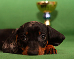 Собаки в Твери: Девочка черно-подпалая мрамор Девочка, 50 000 руб. - фото 2