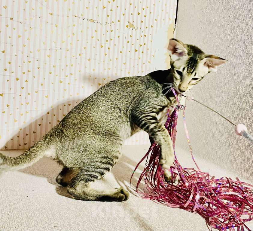 Кошки в Перми: Ориентальный котенок  Девочка, 35 000 руб. - фото 4