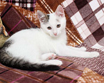 Кошки в Москве: Любопытный котенок Тимоша в добрые руки Мальчик, Бесплатно - фото 2