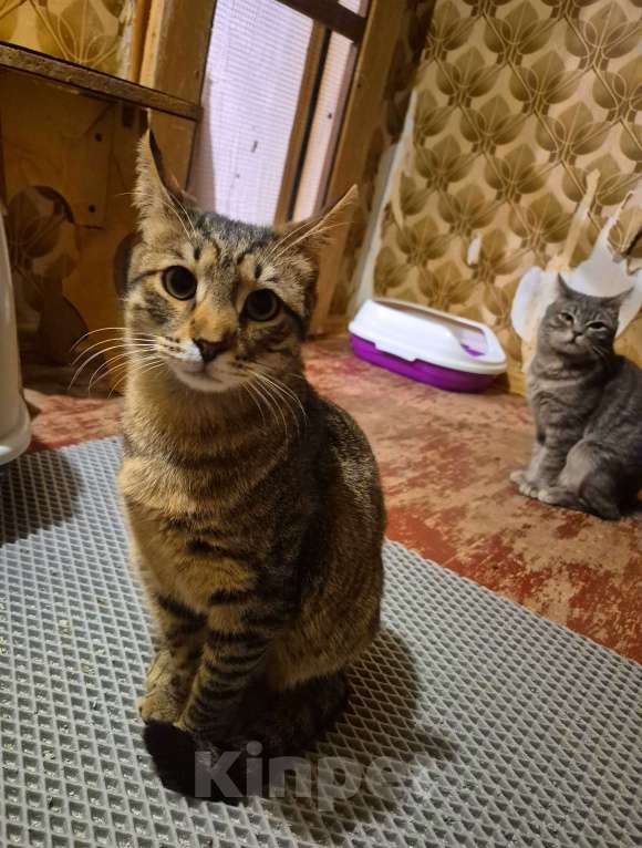 Кошки в Москве: Рафаэль художник ждет маму 7 месяцев Мальчик, Бесплатно - фото 9