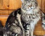 Кошки в Самаре: Котята мейн-кун Девочка, 15 000 руб. - фото 1