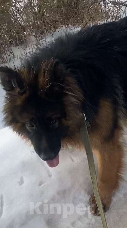 Собаки в Перми: Потерялась сука длиношерстной немецкой овчарки Девочка, 10 000 руб. - фото 4
