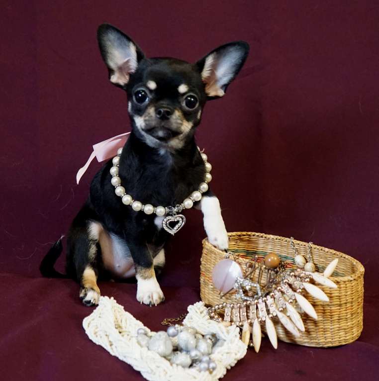 Собаки в Кудрово: ПАУЛА Чихуахуа Девочка, 70 000 руб. - фото 5