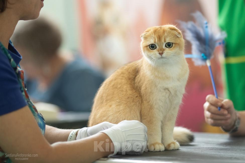 Кошки в Санкт-Петербурге: Шотландская золотая шиншилла Девочка, Бесплатно - фото 2