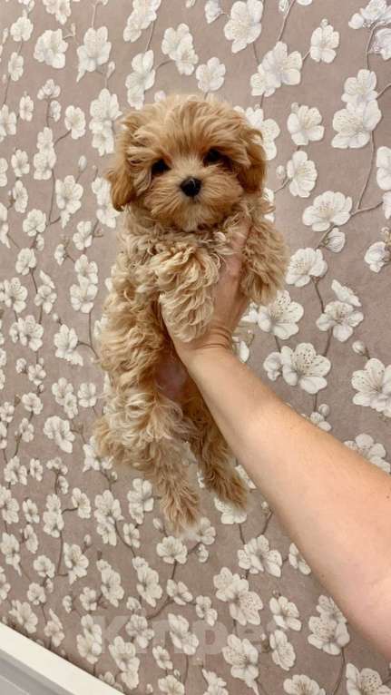 Собаки в Москве: Мальтипу мальчик 3 месяца  Мальчик, 150 000 руб. - фото 5