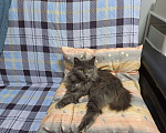 Кошки в Нижнем Новгороде: Мишель - фенотип бобтейла в добрые руки  Девочка, 50 руб. - фото 3