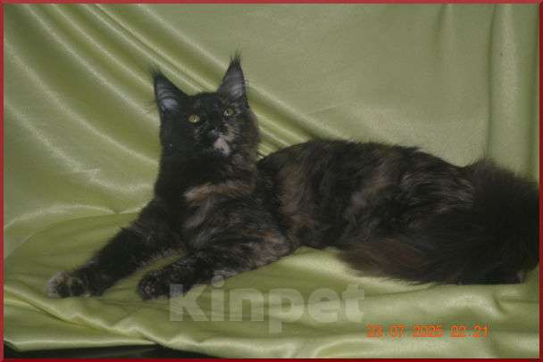 Кошки в Волгограде: Кошечки мейн-кун - для души и разведения Девочка, 5 000 руб. - фото 9