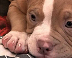 Собаки в Москве: Щенки американского булли в типе покет Разнополые, 70 000 руб. - фото 6