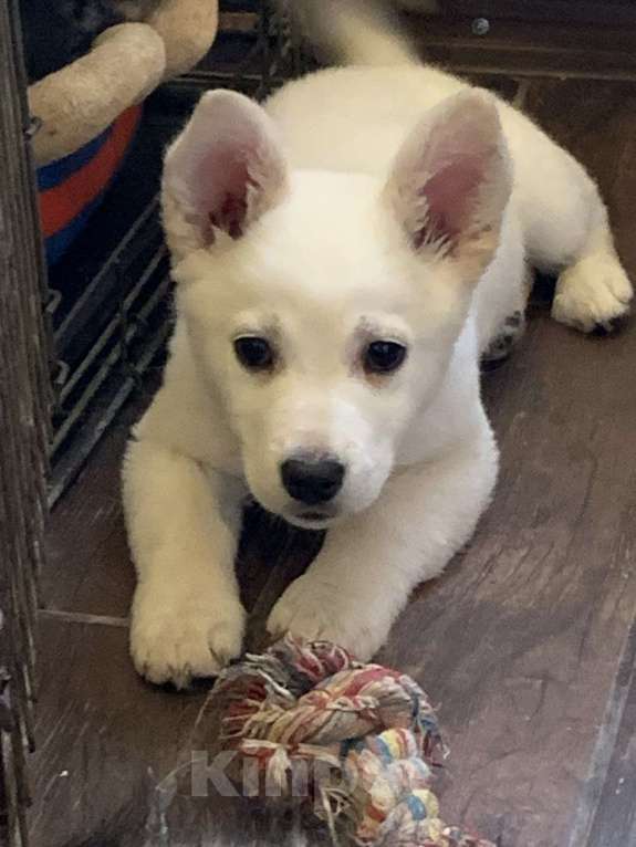 Собаки в Химках: Отдам щенка в добрые руки Девочка, Бесплатно - фото 2