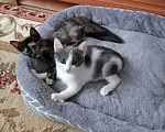 Кошки в других городах Марий Эл: Котята в добрые руки Девочка, Бесплатно - фото 4