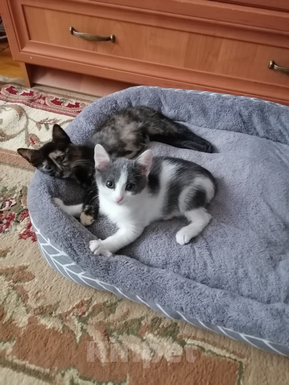 Кошки в других городах Марий Эл: Котята в добрые руки Девочка, Бесплатно - фото 4