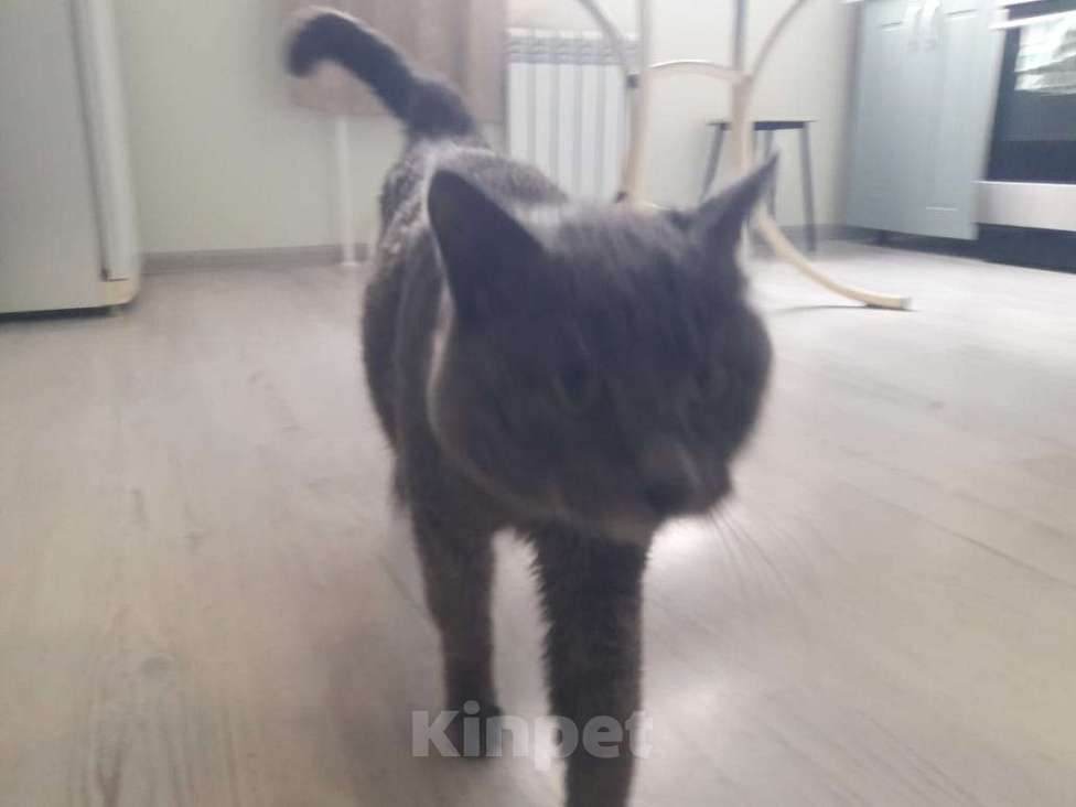 Кошки в других городах Самарской области: Отдам кота в добрые руки даром Мальчик, Бесплатно - фото 4