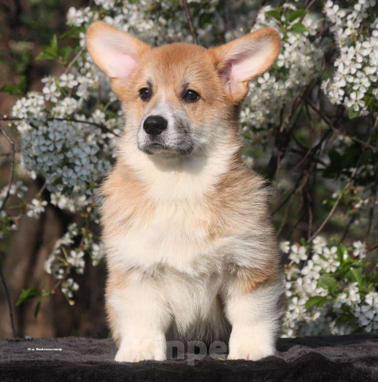Собаки в Москве: Щенки вельш корги. Мальчик, 65 000 руб. - фото 4