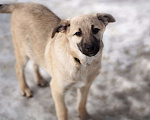 Собаки в Москве: Ми-ми-мишный щеночек Алфи в поисках дома, 4 мес. Мальчик, 1 руб. - фото 2