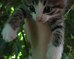 Кошки в Новосибирске: мальчик котенок Мальчик, Бесплатно - фото 1