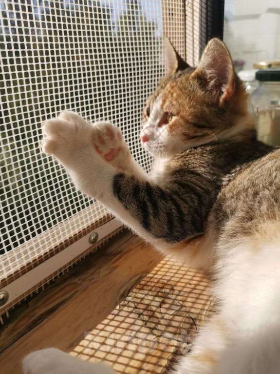 Кошки в Санкт-Петербурге: Малышка Аврора ищет дом Девочка, Бесплатно - фото 3