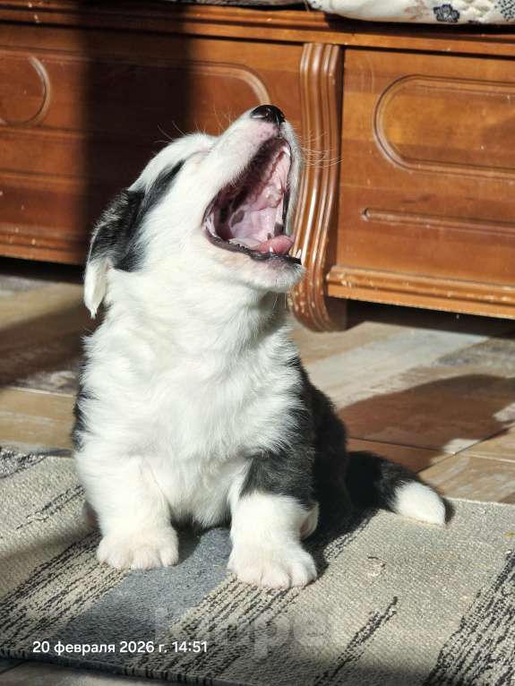 Собаки в Люберцах: Корги Мальчик, Бесплатно - фото 4