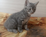 Кошки в Краснодаре: Котята в добрые руки Мальчик, Бесплатно - фото 2
