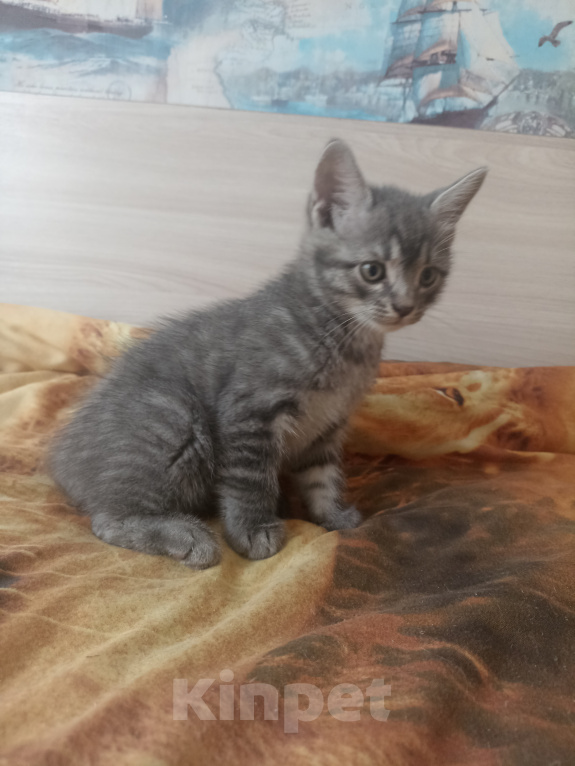 Кошки в Краснодаре: Котята в добрые руки Мальчик, Бесплатно - фото 2