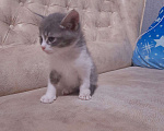 Кошки в Шахунье: Котенок в добрые руки, 1 руб. - фото 3