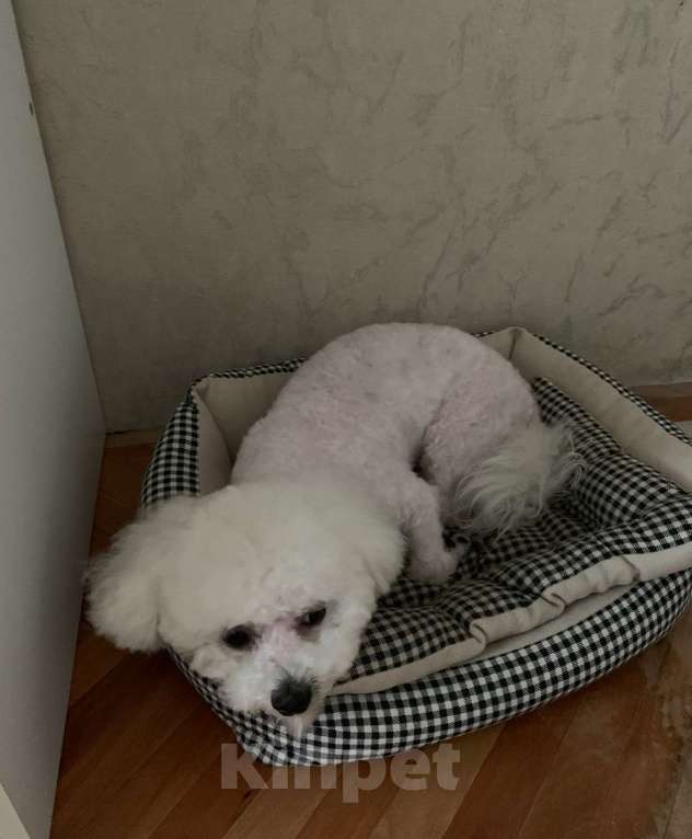 Собаки в Москве: Отдам в добрые руки Мальчик, Бесплатно - фото 2