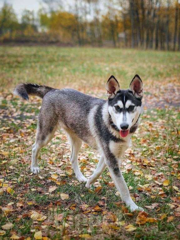 Собаки в Москве: Миниатюрная хаски Таура Девочка, Бесплатно - фото 8
