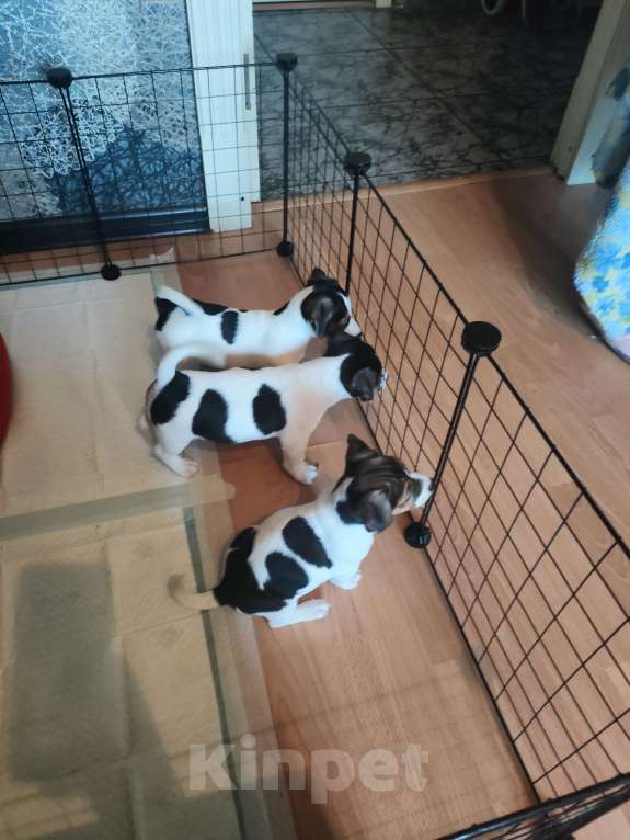 Собаки в Москве: Щенок 3 Мальчик, 30 000 руб. - фото 5