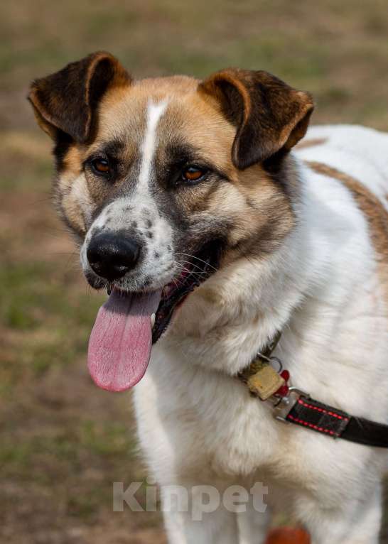Собаки в Москве: Шейла, улыбчивая собака из приюта Девочка, Бесплатно - фото 5