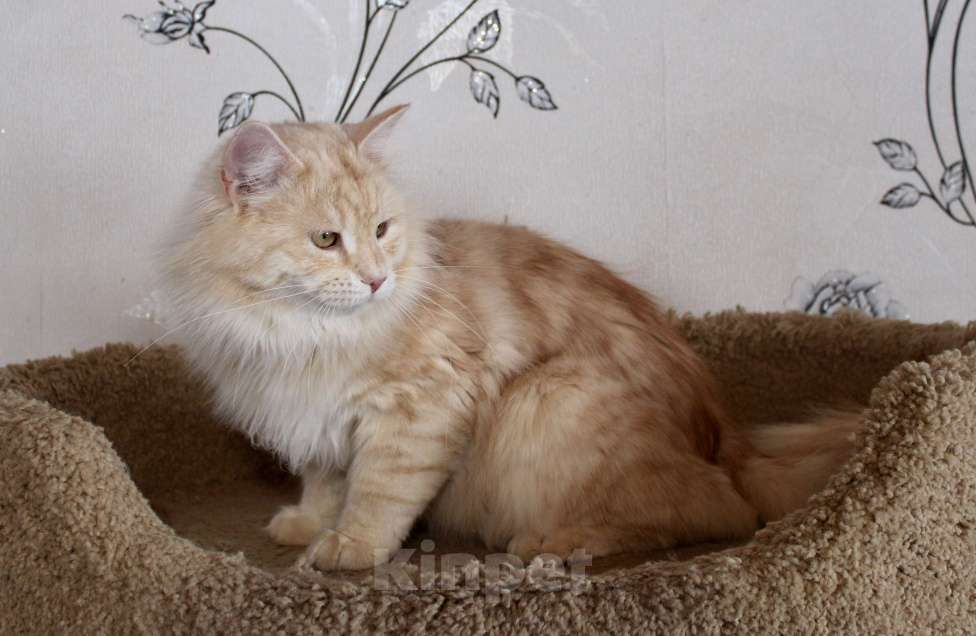 Кошки в Тюмени: Сибирский котёнок Мальчик, 35 000 руб. - фото 5