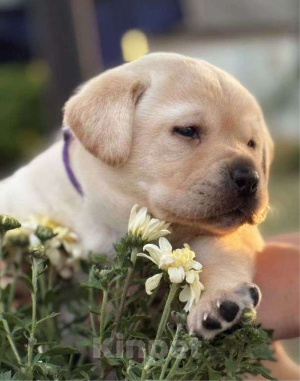 Собаки в Москве: Милые лабрадорчики Мальчик, 80 000 руб. - фото 3
