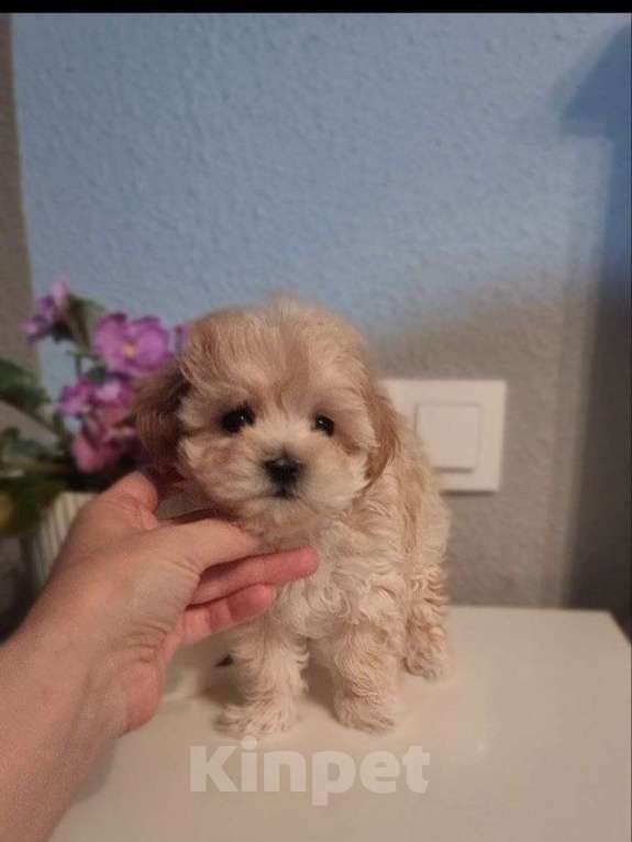 Собаки в Мытищах: Мальтипу F1 Девочка, 200 000 руб. - фото 3