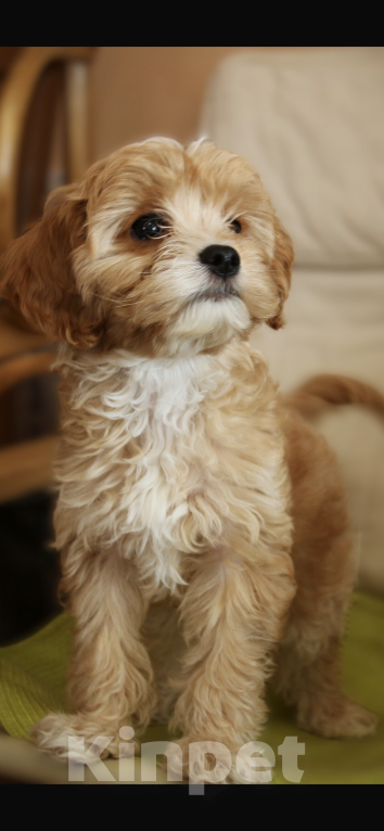 Собаки в Москве: Щенки Кавапу  Девочка, 50 000 руб. - фото 2