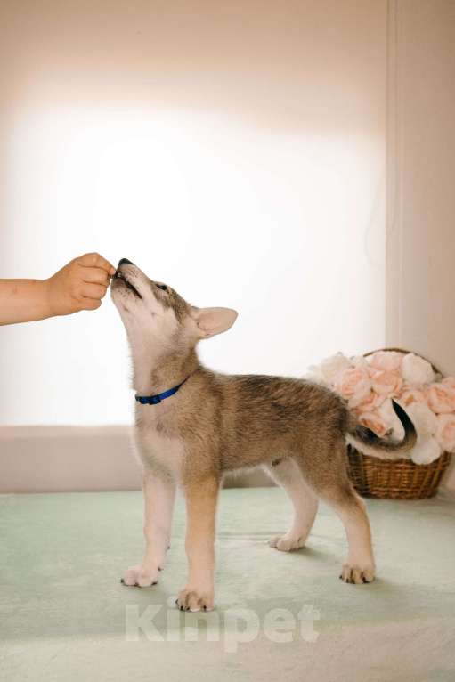 Собаки в Санкт-Петербурге: Уриэль волчья собака Саарлоса Мальчик, 180 000 руб. - фото 4