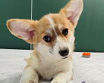 Собаки в Москве: Девочка вельш корги пемброк  Девочка, 50 000 руб. - фото 4
