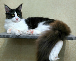 Кошки в Краснодаре: Котята мейн-кун полидакт Мальчик, 40 000 руб. - фото 3