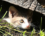 Кошки в Видном: Котёнок - девочка Девочка, 1 руб. - фото 5