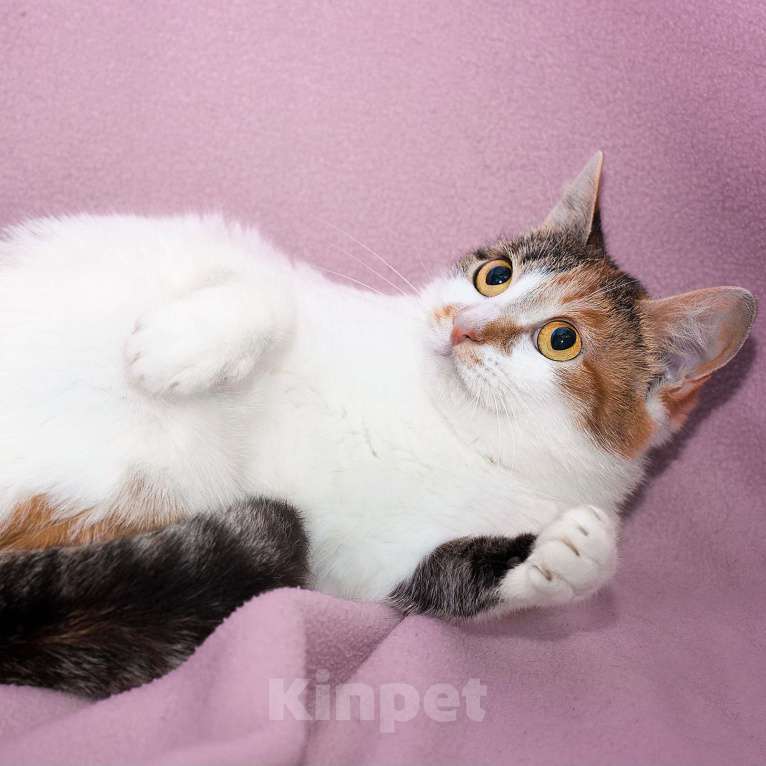 Кошки в Москве: Трехцветная Снегурочка мечтает о чуде! Ей очень хочется стать любимой Девочка, Бесплатно - фото 2