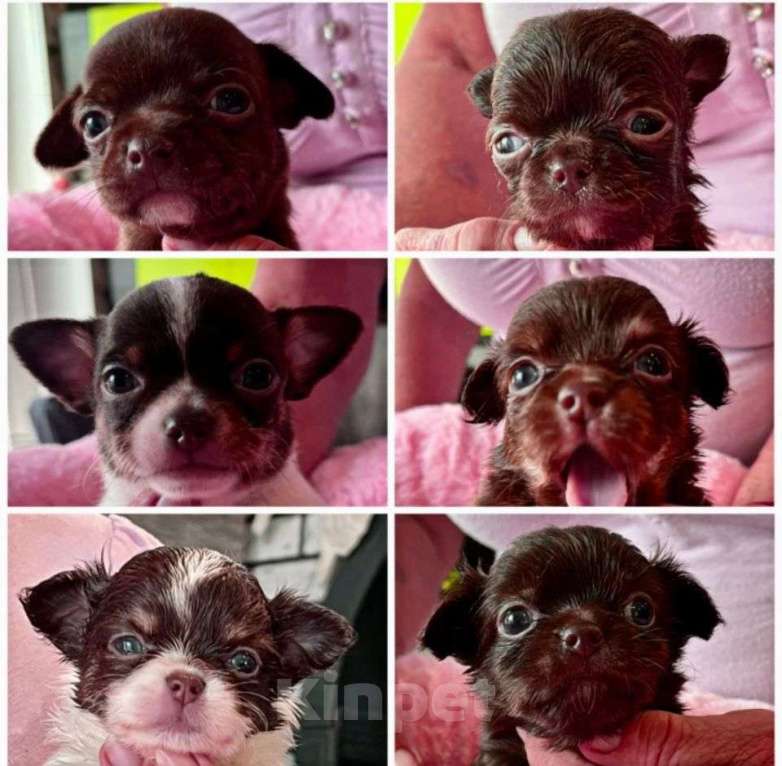 Собаки в Чапаевске: Шикарные детки чихуахуа Девочка, 40 000 руб. - фото 1