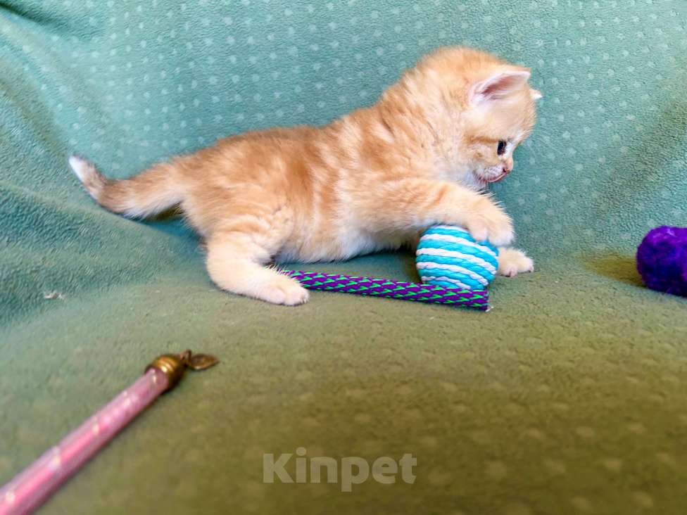 Кошки в Москве: Золотой мраморный шиншилла котик Мальчик, 35 000 руб. - фото 3